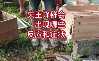 下雨蜜蜂出行吗（下雨蜜蜂怎么回来）