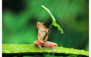 下雨天不敢出行的动物，下雨天不敢出行的动物是什么
