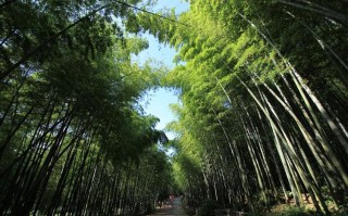 蜀南竹海天气预报，蜀南竹海天气预报三天宜宾天气预报
