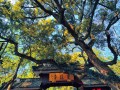 飞来峰灵隐寺旅游攻略（飞来峰灵隐寺旅游攻略地图）