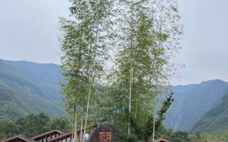 明月山旅游攻略一日游（明月山旅游攻略一日游作文）