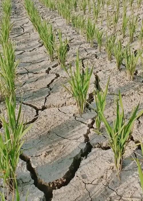 平乐天气预报（平乐天气预报15天准确）-第6张图片-微云百科