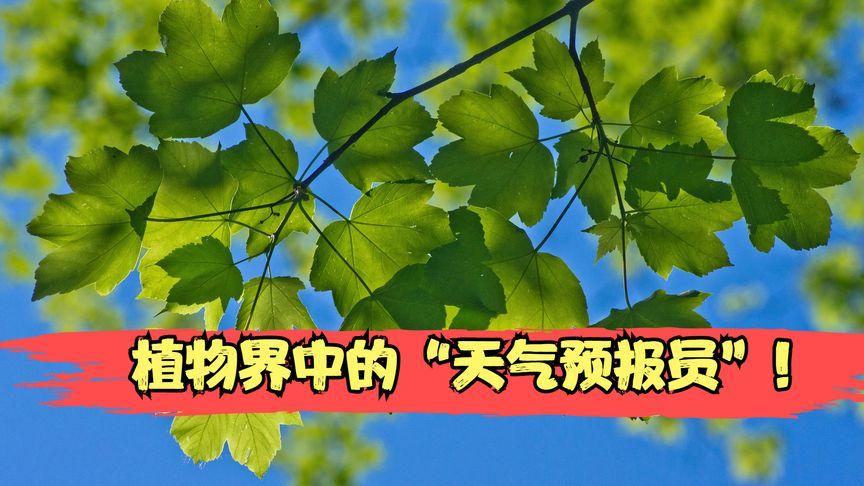 和县天气预报,和县天气预报30天-第3张图片-微云百科 和县天气预报,和县天气预报30天-第3张图片-微云百科