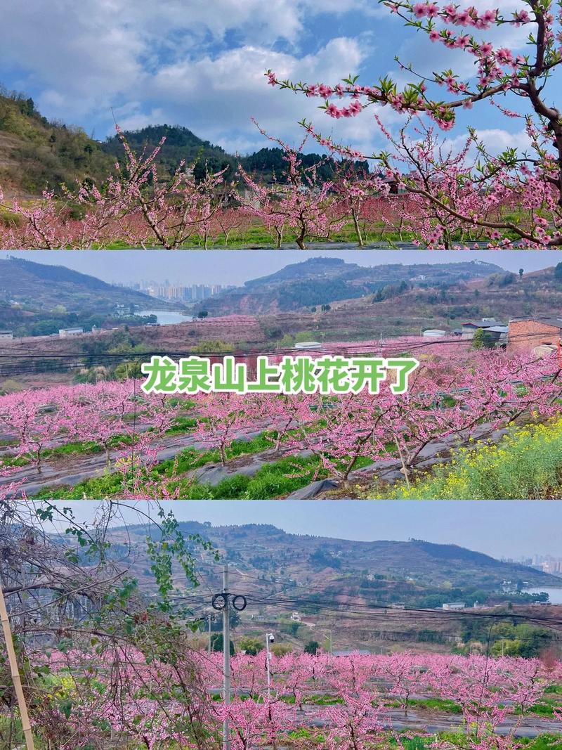 龙泉市天气预报 - 浙江龙泉市天气预报-第4张图片-微云百科 龙泉市天气预报 - 浙江龙泉市天气预报-第4张图片-微云百科