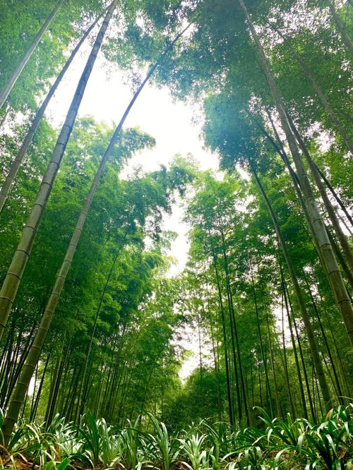 蜀南竹海天气,蜀南竹海天气-第4张图片-微云百科 蜀南竹海天气,蜀南竹海天气-第4张图片-微云百科