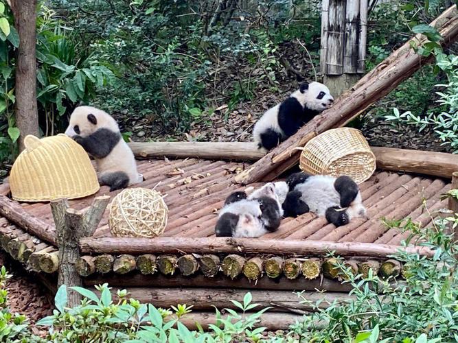 成都熊猫基地旅游攻略(成都熊猫基地旅游攻略路线图)-第5张图片-微云百科 成都熊猫基地旅游攻略(成都熊猫基地旅游攻略路线图)-第5张图片-微云百科
