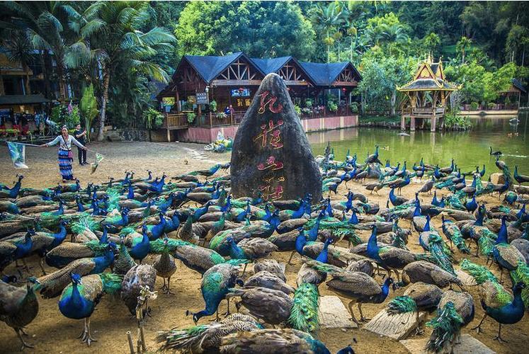 西双版纳冬天旅游攻略,西双版纳冬天去-第6张图片-微云百科 西双版纳冬天旅游攻略,西双版纳冬天去-第6张图片-微云百科