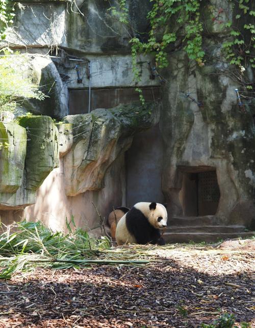 12月去成都旅游攻略 - 十二月去成都旅游好吗-第2张图片-微云百科 12月去成都旅游攻略 - 十二月去成都旅游好吗-第2张图片-微云百科