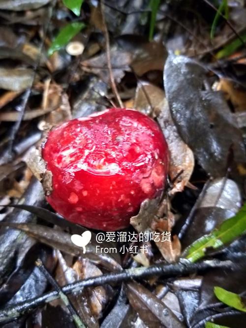 侠客出行上不去,侠客行旅游官方网站-第2张图片-微云百科 侠客出行上不去,侠客行旅游官方网站-第2张图片-微云百科