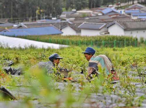 凉山天气(西昌凉山天气)-第3张图片-微云百科 凉山天气(西昌凉山天气)-第3张图片-微云百科
