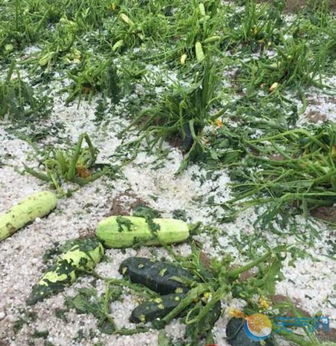 阜康天气预报（阜康天气预报一周7天查询结果）-第2张图片-微云百科