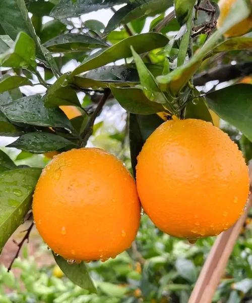 信丰县天气 - 信丰县天气预报15天查询-第5张图片-微云百科 信丰县天气 - 信丰县天气预报15天查询-第5张图片-微云百科