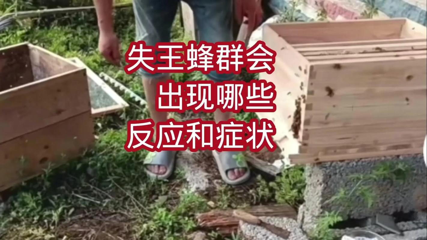 下雨蜜蜂出行吗(下雨蜜蜂怎么回来)-第4张图片-微云百科 下雨蜜蜂出行吗(下雨蜜蜂怎么回来)-第4张图片-微云百科
