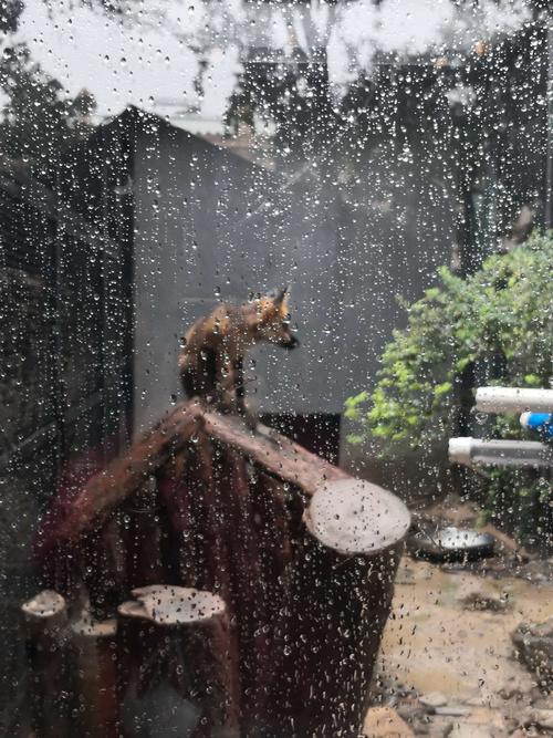 下雨蜜蜂出行吗(下雨蜜蜂怎么回来)-第5张图片-微云百科 下雨蜜蜂出行吗(下雨蜜蜂怎么回来)-第5张图片-微云百科