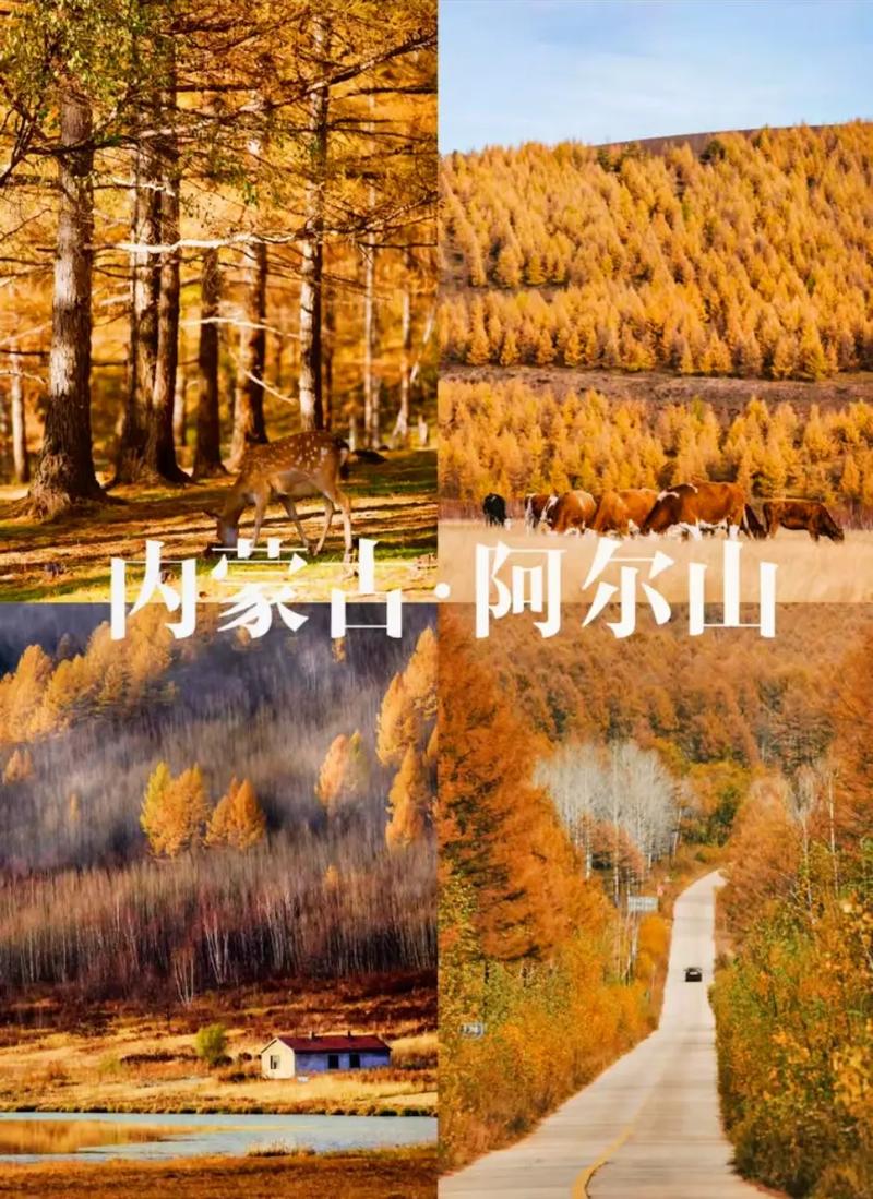 阿尔山市天气预报(阿尔山市天气预报7天)-第3张图片-微云百科 阿尔山市天气预报(阿尔山市天气预报7天)-第3张图片-微云百科