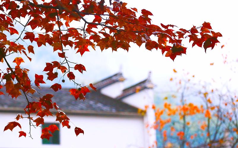 十一月去婺源旅游攻略 - 十一月婺源有什么玩的-第6张图片-微云百科 十一月去婺源旅游攻略 - 十一月婺源有什么玩的-第6张图片-微云百科