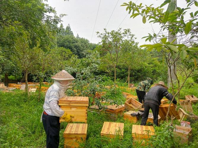 下雨骑蜜蜂出行 - 下雨天蜜蜂出去干什么呢-第2张图片-微云百科