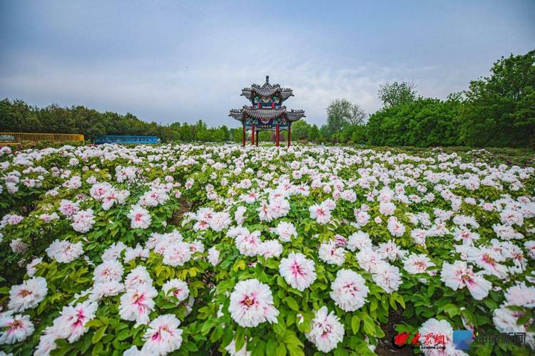 鄄城天气,鄄城天气预报说-第4张图片-微云百科 鄄城天气,鄄城天气预报说-第4张图片-微云百科