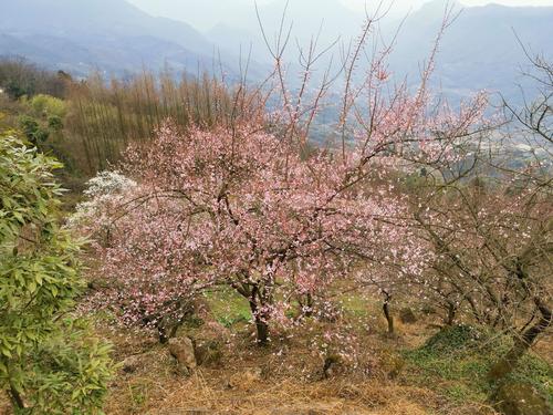 大邑县雾山乡旅游攻略 - 大邑县雾山乡旅游攻略路线-第3张图片-微云百科 大邑县雾山乡旅游攻略 - 大邑县雾山乡旅游攻略路线-第3张图片-微云百科
