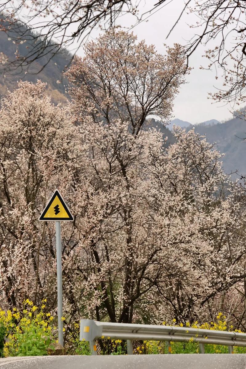 大邑县雾山乡旅游攻略 - 大邑县雾山乡旅游攻略路线-第5张图片-微云百科 大邑县雾山乡旅游攻略 - 大邑县雾山乡旅游攻略路线-第5张图片-微云百科