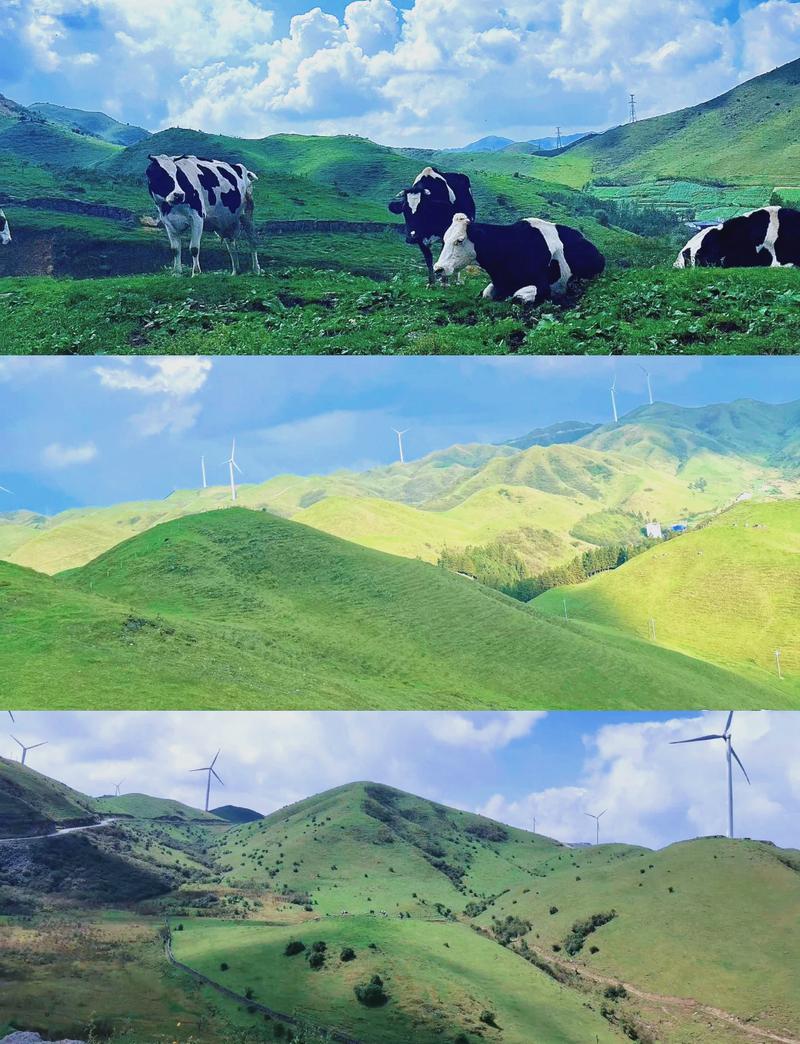 城步南山牧场旅游攻略(城步南山牧场旅游地图)-第2张图片-微云百科 城步南山牧场旅游攻略(城步南山牧场旅游地图)-第2张图片-微云百科