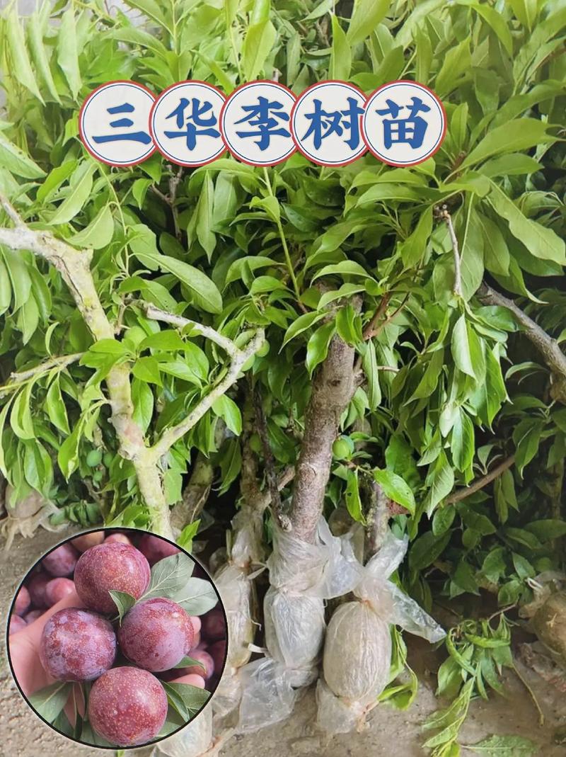 翁源天气（翁源天气预报）-第5张图片-微云百科