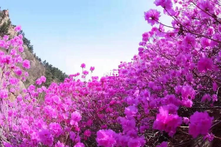 密山天气(密山天气天气)-第6张图片-微云百科 密山天气(密山天气天气)-第6张图片-微云百科