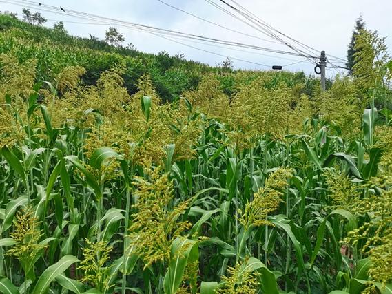 习水天气,四面山天气-第6张图片-微云百科 习水天气,四面山天气-第6张图片-微云百科