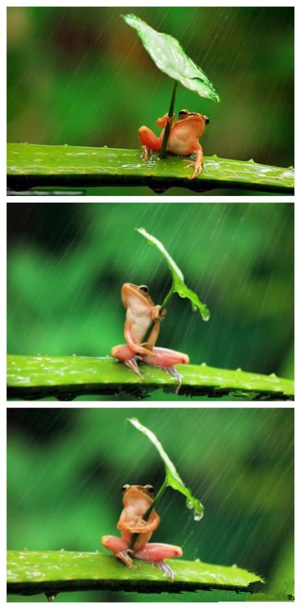 下雨天不敢出行的动物,下雨天不敢出行的动物是什么-第1张图片-微云百科 下雨天不敢出行的动物,下雨天不敢出行的动物是什么-第1张图片-微云百科