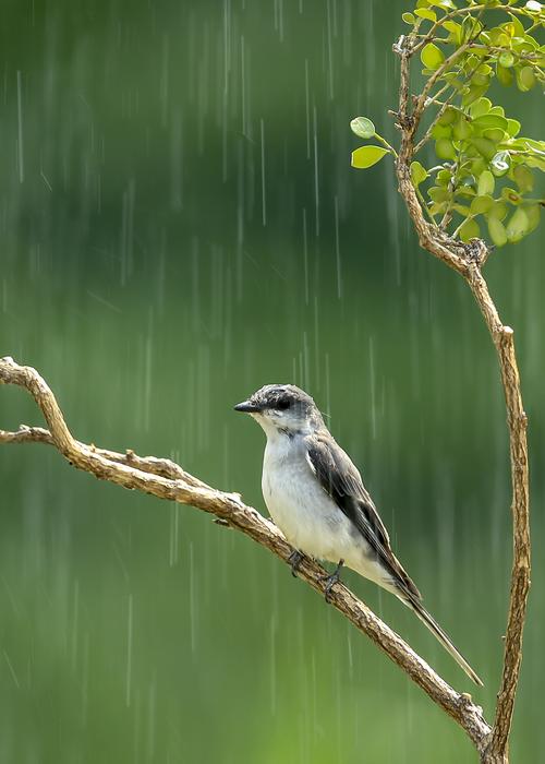 下雨天不敢出行的动物,下雨天不敢出行的动物是什么-第3张图片-微云百科 下雨天不敢出行的动物,下雨天不敢出行的动物是什么-第3张图片-微云百科