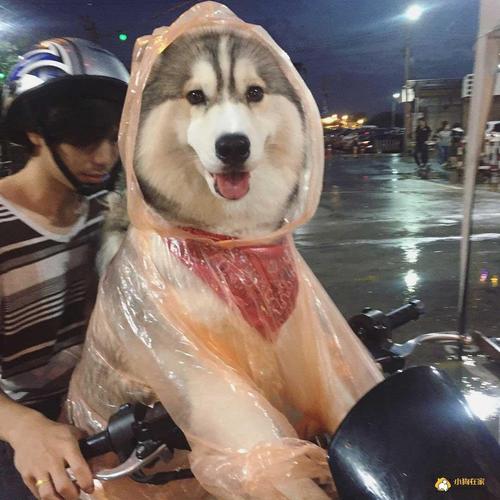 下雨天不敢出行的动物,下雨天不敢出行的动物是什么-第4张图片-微云百科 下雨天不敢出行的动物,下雨天不敢出行的动物是什么-第4张图片-微云百科