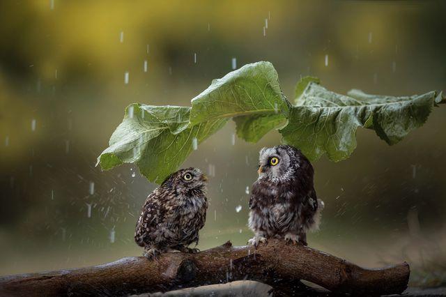 下雨天不敢出行的动物,下雨天不敢出行的动物是什么-第7张图片-微云百科 下雨天不敢出行的动物,下雨天不敢出行的动物是什么-第7张图片-微云百科