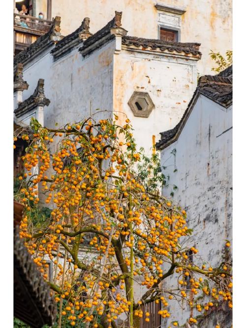 婺源天气（婺女洲天气）-第2张图片-微云百科