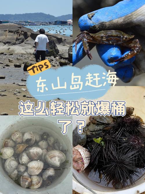 东山岛澳角村旅游攻略（东山岛澳角渔港）-第5张图片-微云百科