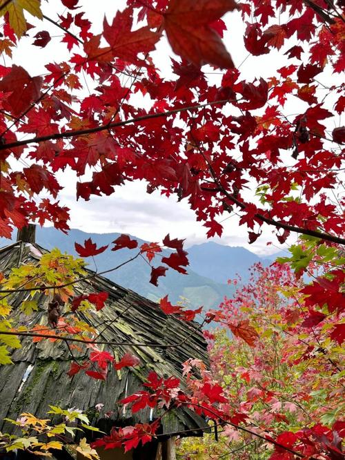 十一月去成都旅游攻略,十一月去成都旅游好吗-第4张图片-微云百科 十一月去成都旅游攻略,十一月去成都旅游好吗-第4张图片-微云百科