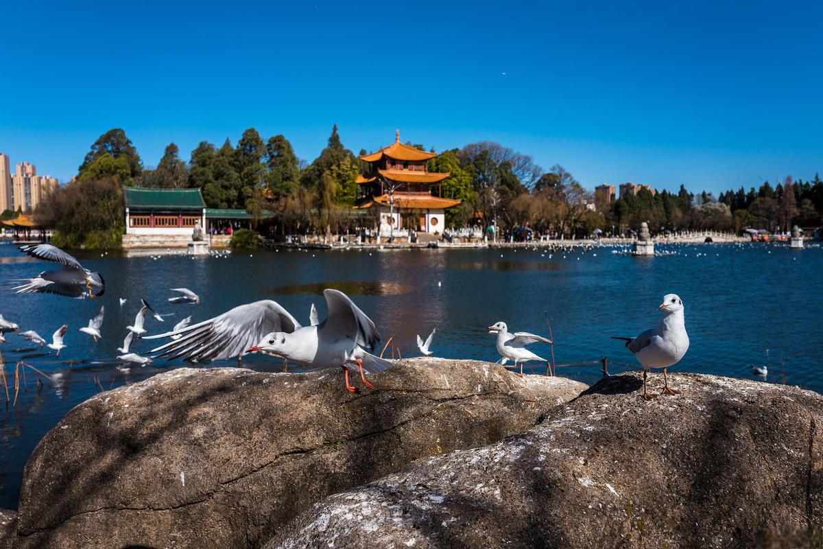 昆明旅游攻略景点大全(昆明旅游攻略景点大全七彩云南)-第5张图片-微云百科 昆明旅游攻略景点大全(昆明旅游攻略景点大全七彩云南)-第5张图片-微云百科